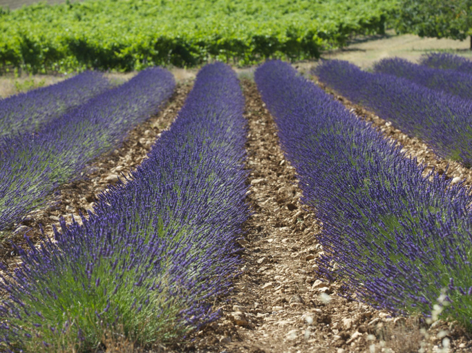 Others 3, Apartments Experience Of Provence, Vaucluse