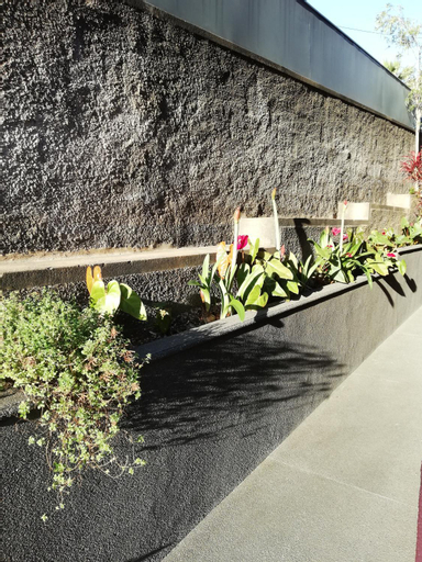 FX Carvalhal, Funchal