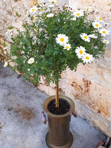 Garden 5, Holiday home Gariful, Milna