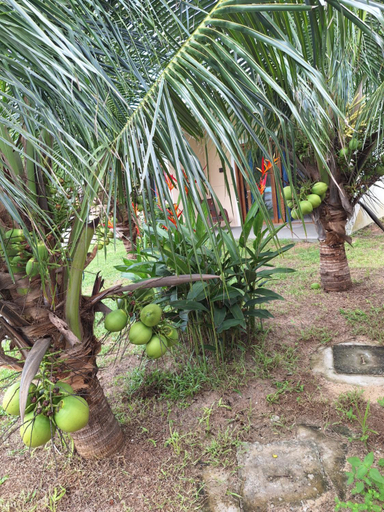 Scenery 9
