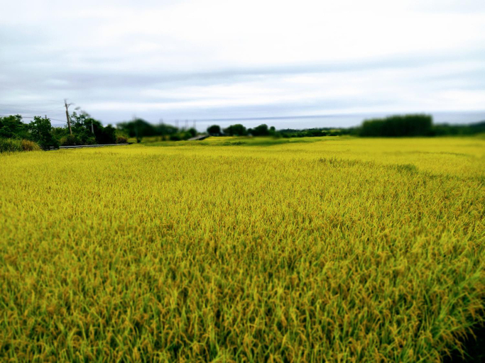 Others 2, Diamond Avenue Homestay, Taitung