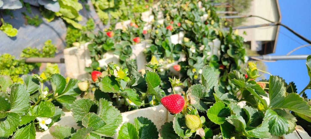 Others 5, Woodland farm vila, Satara