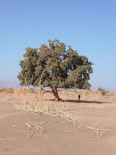 Others 5, M'Hamid Budget Lodge, Ouarzazate