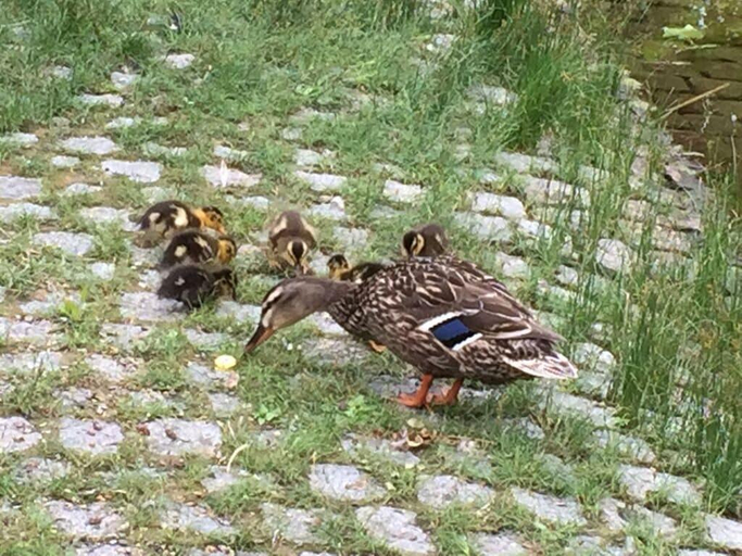 Others 5, Uitzicht op de Pellenz, Mayen-Koblenz