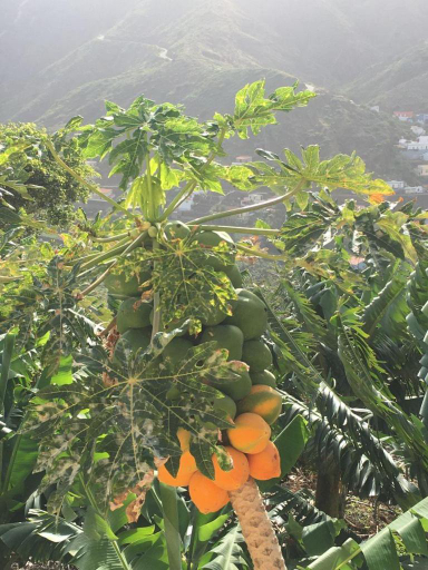 2, Los Corralitos, Santa Cruz de Tenerife