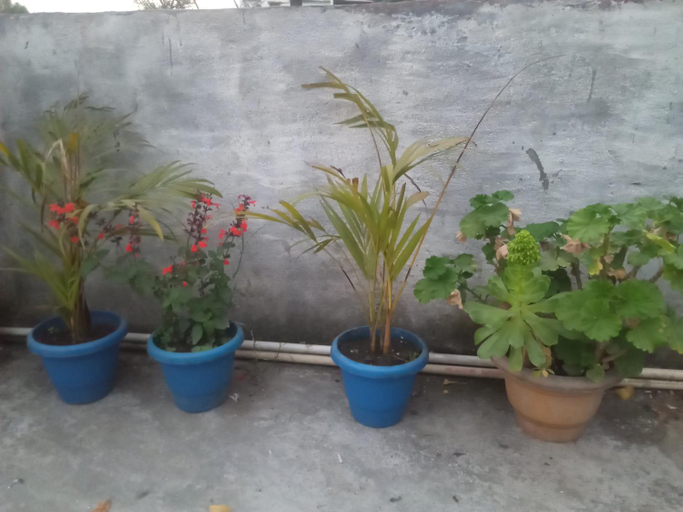View 5, EVERGREEN HOME STAY, Almora