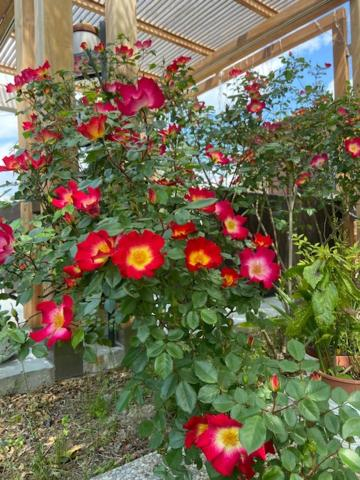 Others 2, Bed and Breakfast Casale del Sole, Pisa
