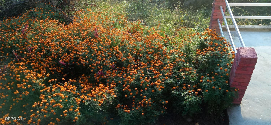 View 3, EVERGREEN HOME STAY, Almora