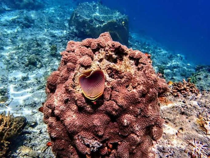 Others 4, Bonwau West Waigeo, Raja Ampat