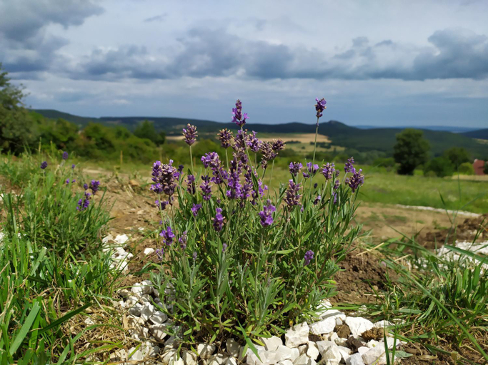 Others 4, Kali Vineyard Estate, Tapolca