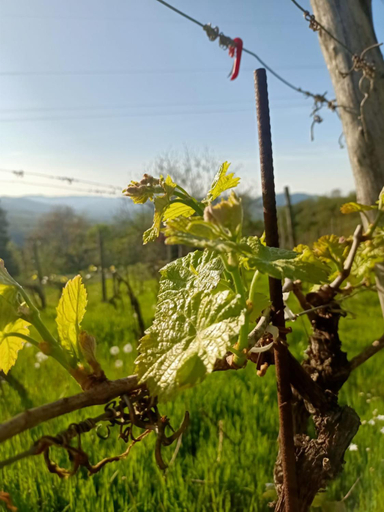Others 3, Bed and Breakfast Nicole Ponti, Alessandria