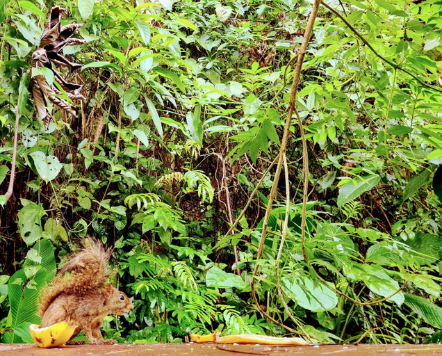 Others 4, Canto dos Passaros Suites, Ubatuba