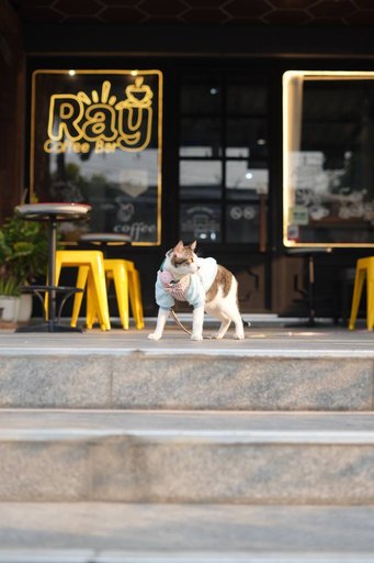 Exterior & Views 2, Ray Hostel, Muang Chiang Mai