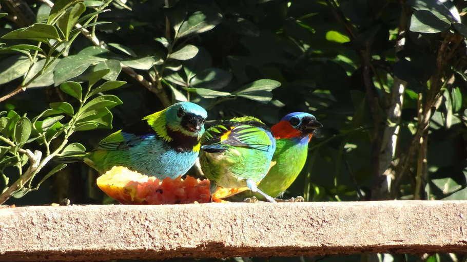 Others 5, Canto dos Passaros Suites, Ubatuba