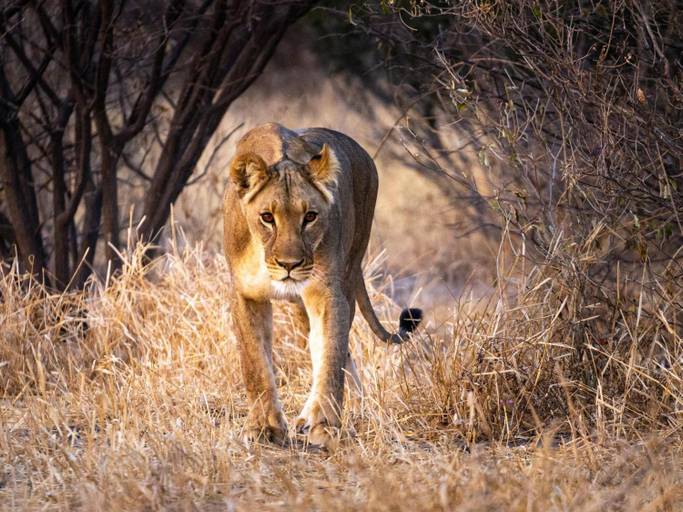 Others 2, Evolve Back Kalahari, Ngamiland East