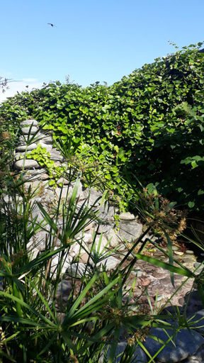 Surrounding environment 2, Guest House on Kostava 23, Kobuleti