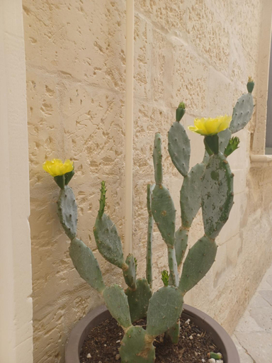 Others 5, All'1 di Rajno' Relaxing ApartHotel, Lecce