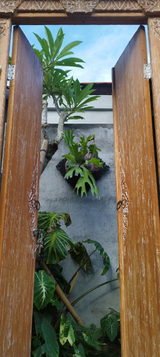 Avocado House, Gianyar