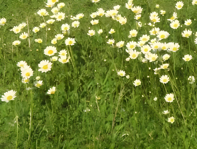 Others 2, Les Pieds dans l'Herbe, Finistère