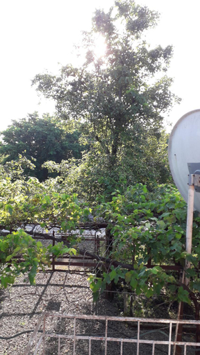 Others 5, liziko's House, Kobuleti