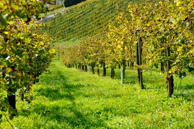 Others 2, Weingut Zirngast, Leibnitz