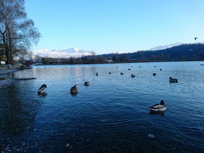 Others 4, Gasthaus zum Ochsen, See-Gaster