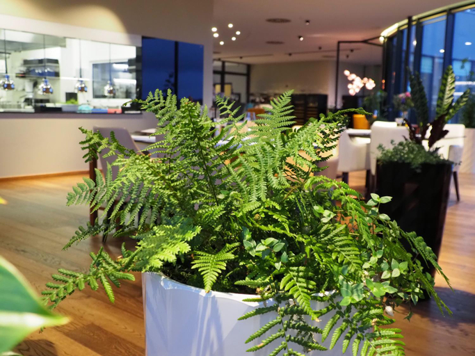 Food & Drinks 5, MG Restaurace/Luxury Apartments, Mladá Boleslav