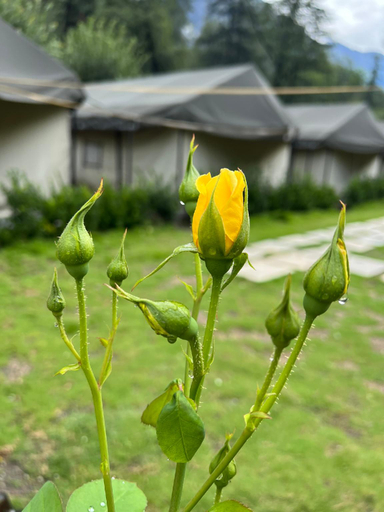 Others 4, North Deodar Camps, Kasol, Kullu