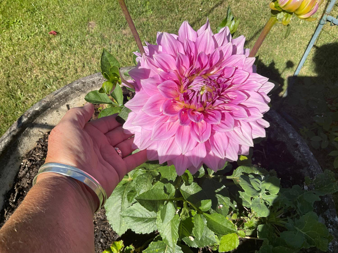 Others 5, Le Jardin de Rose 24 FEUILLEBERT Romagne 86700, Vienne