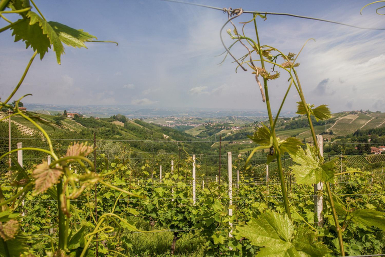 Others 5, B&B Miello nelle Langhe, Cuneo
