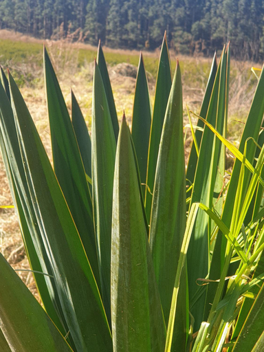 4, Aloe Inn Guest Farm, Gert Sibande