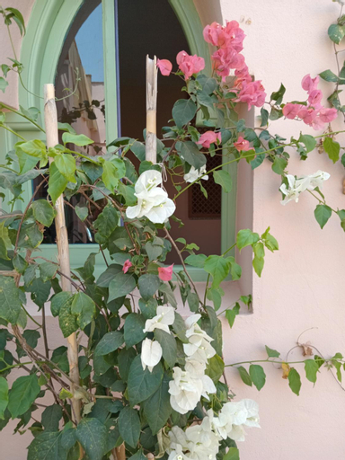 Riad tania mozaik, Taroudannt