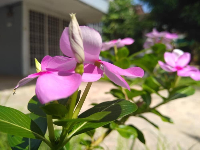 Kayangan Home Perlis, Perlis