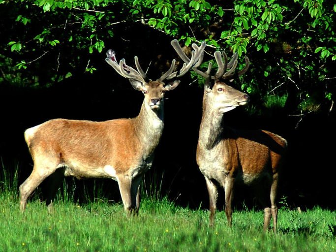 Others 5, Madams Hill House Killarney