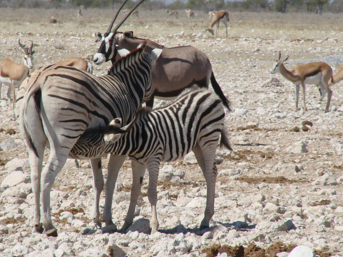 Others 2, Onduri Lodge, Kamanjab
