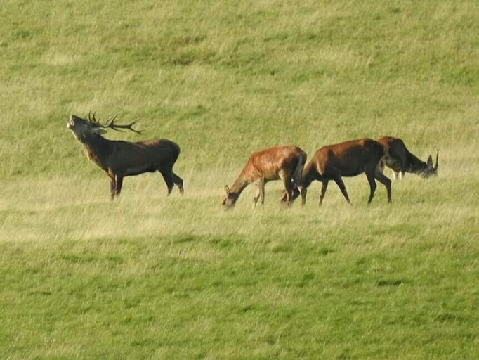 Others, Fewo-Eifel-Morsbach, Euskirchen