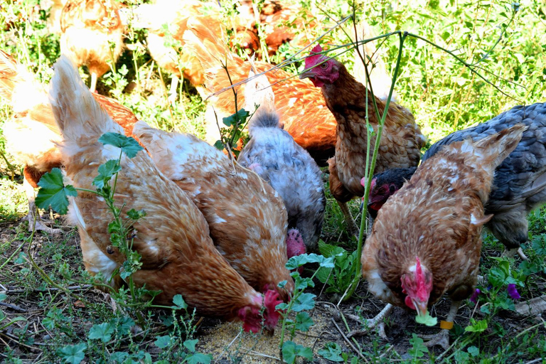 Food & Drinks 5, Ferienhaus & Weingut am Steingebiss, Südliche Weinstraße