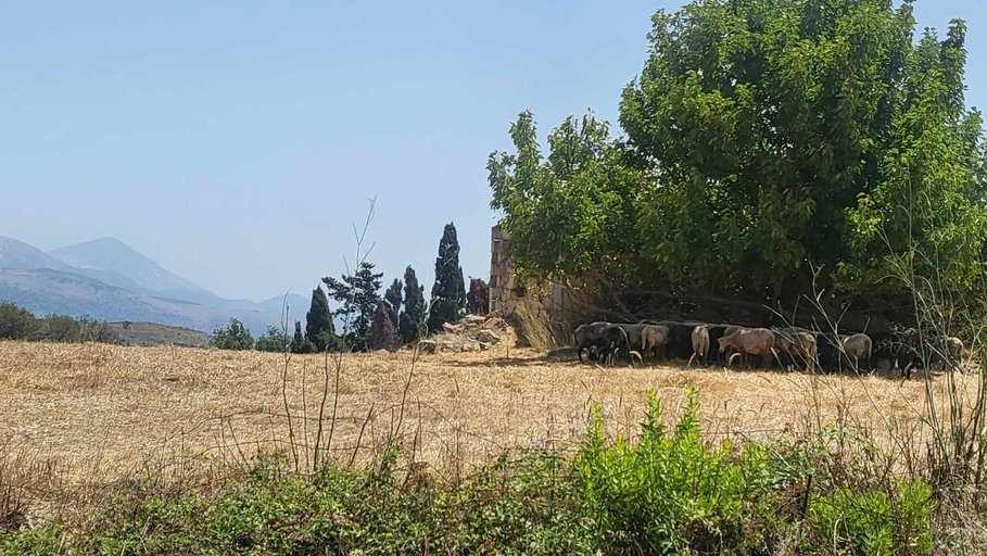 Others 5, Malki's House Apartments in Livadi, Ionian Islands