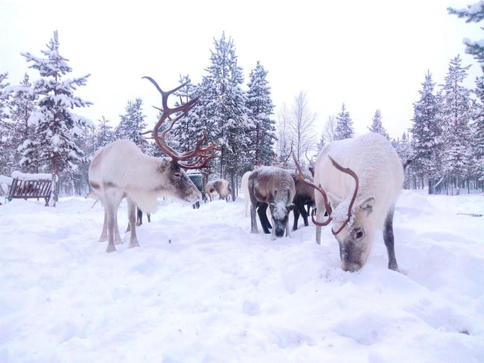 Others 3, Holiday Home Aurora, Lapland