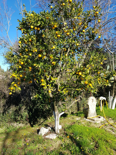 Garden 5, Villa Archontou, Ionian Islands