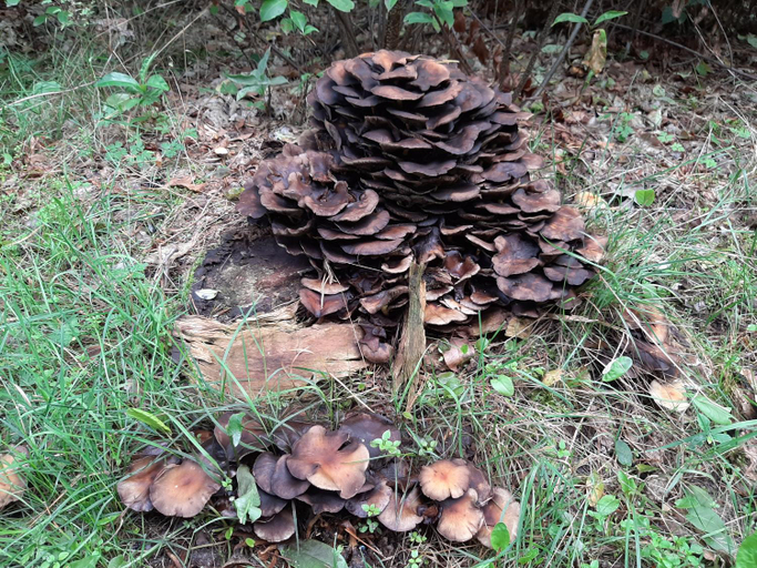 Others 4, 't Grieze Huysje, Ede