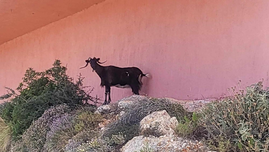 Others 4, Malki's House Apartments in Livadi, Ionian Islands