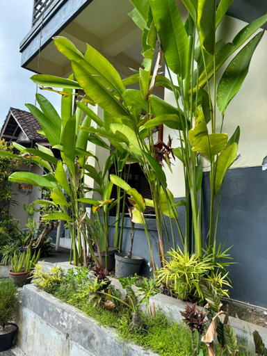 4, Zimong House, Gianyar