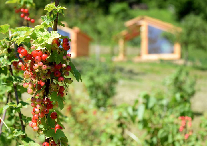 Food & Drinks 4, Mountain view Glamping, Kranjska Gora