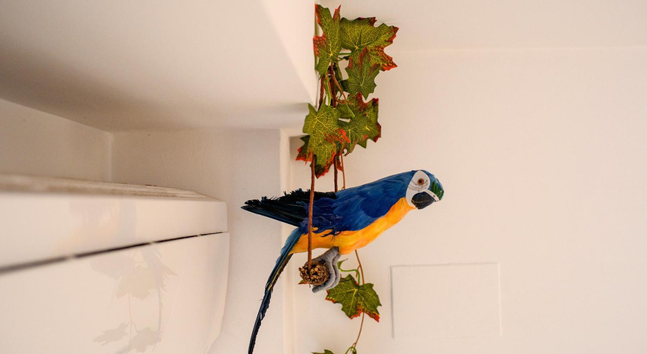 Others 4, Parrot’s House, Girona