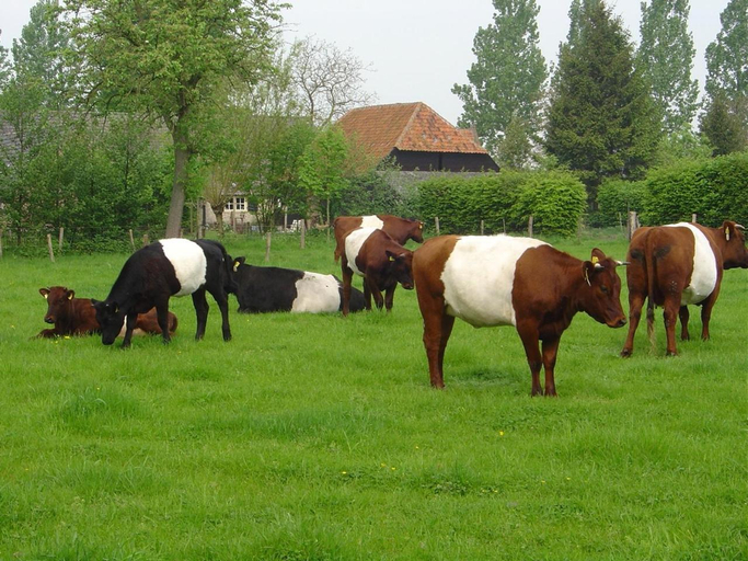 3, De Hopbel & Het Koevinkje, Boxtel