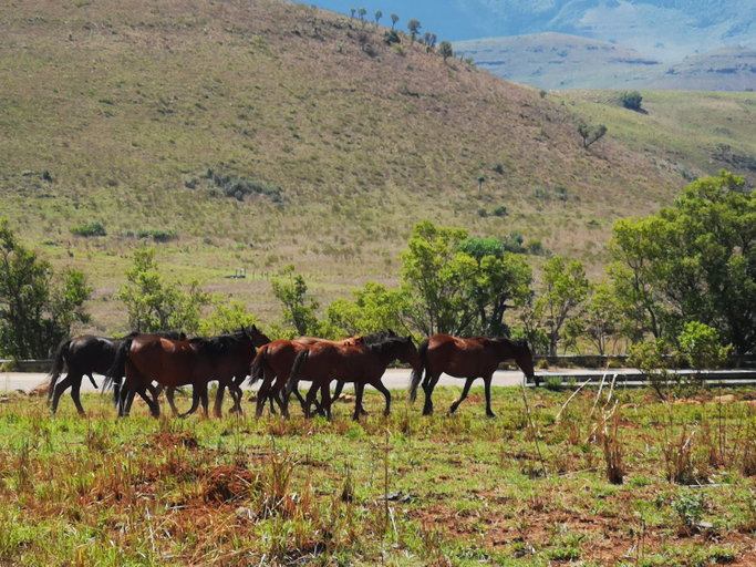 Others 5, Treur River Lodge, Ehlanzeni