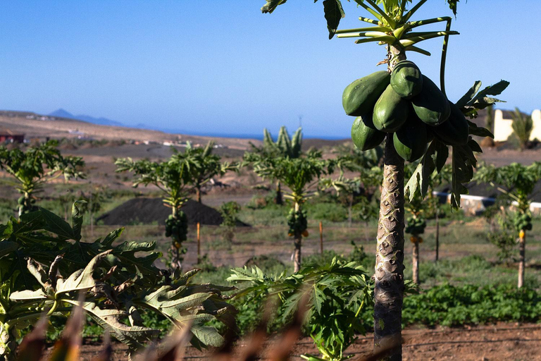 5, Finca Arbequina, Las Palmas