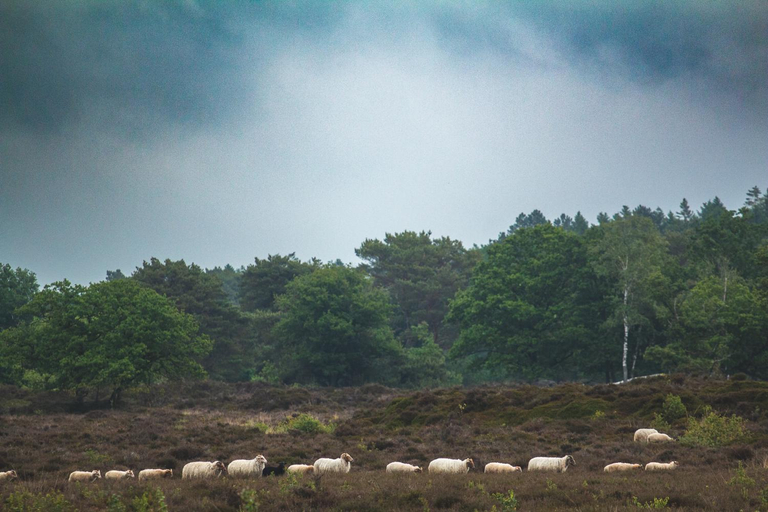 Others 4, Tiny Houses Bij De Compagnons, Ooststellingwerf