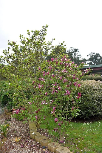 Public Area 4, Sanctuary House Healesville Motel, Yarra Ranges - North
